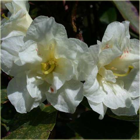 Rododendron wielkokwiatowy Creamy Chifon - Rhododendron Creamy Chifon